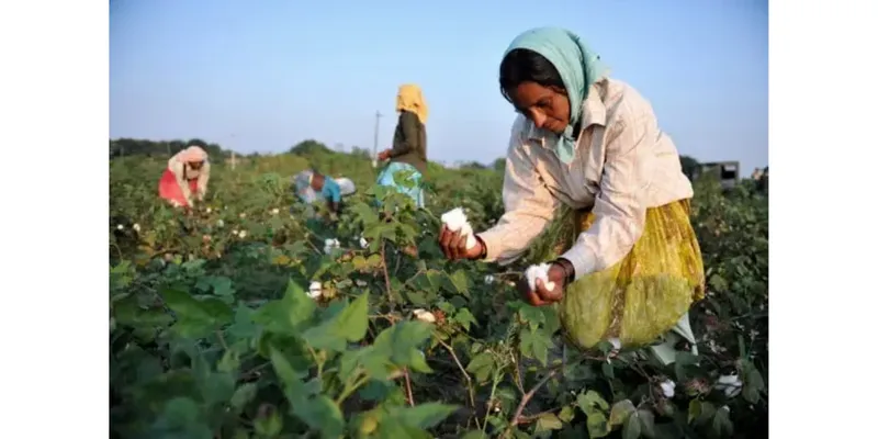 India’s Cotton Acreage May Rise 15% in 2026 Kharif Season; Gujarat Sowing Tops 93,000 Hectares